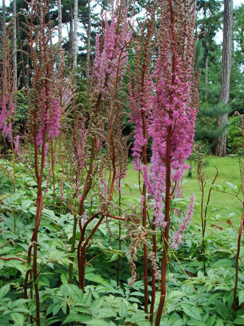 Astilbe simplicifolia 'Aphrodite' fleur